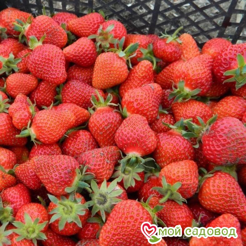 Клубника Хоней (ранний сорт)