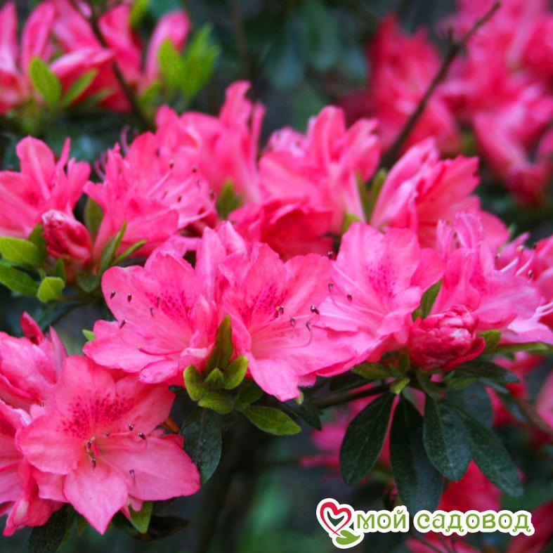Азалия/Рододендрон Блаувс Пинк (Blaauw's Pink )