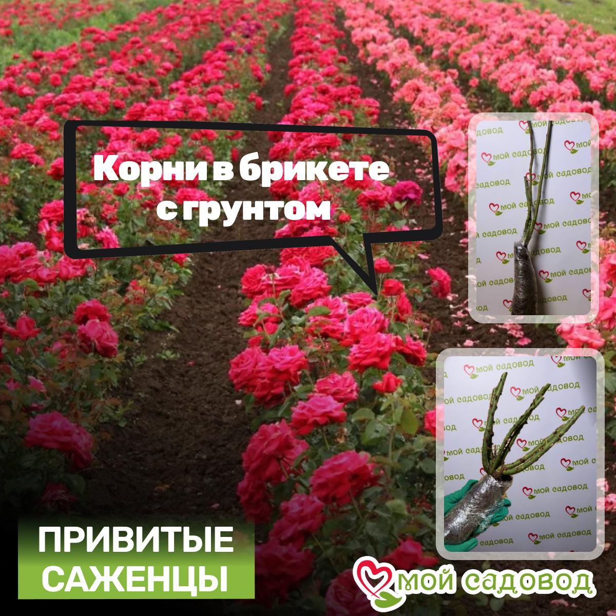 Роза Голден Селебрейшин