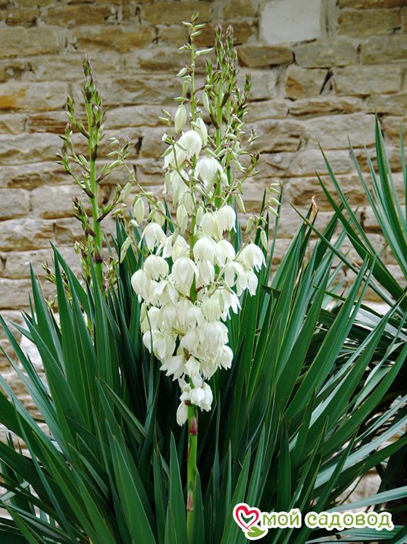 Юкка нитчатая Брайт Эдж