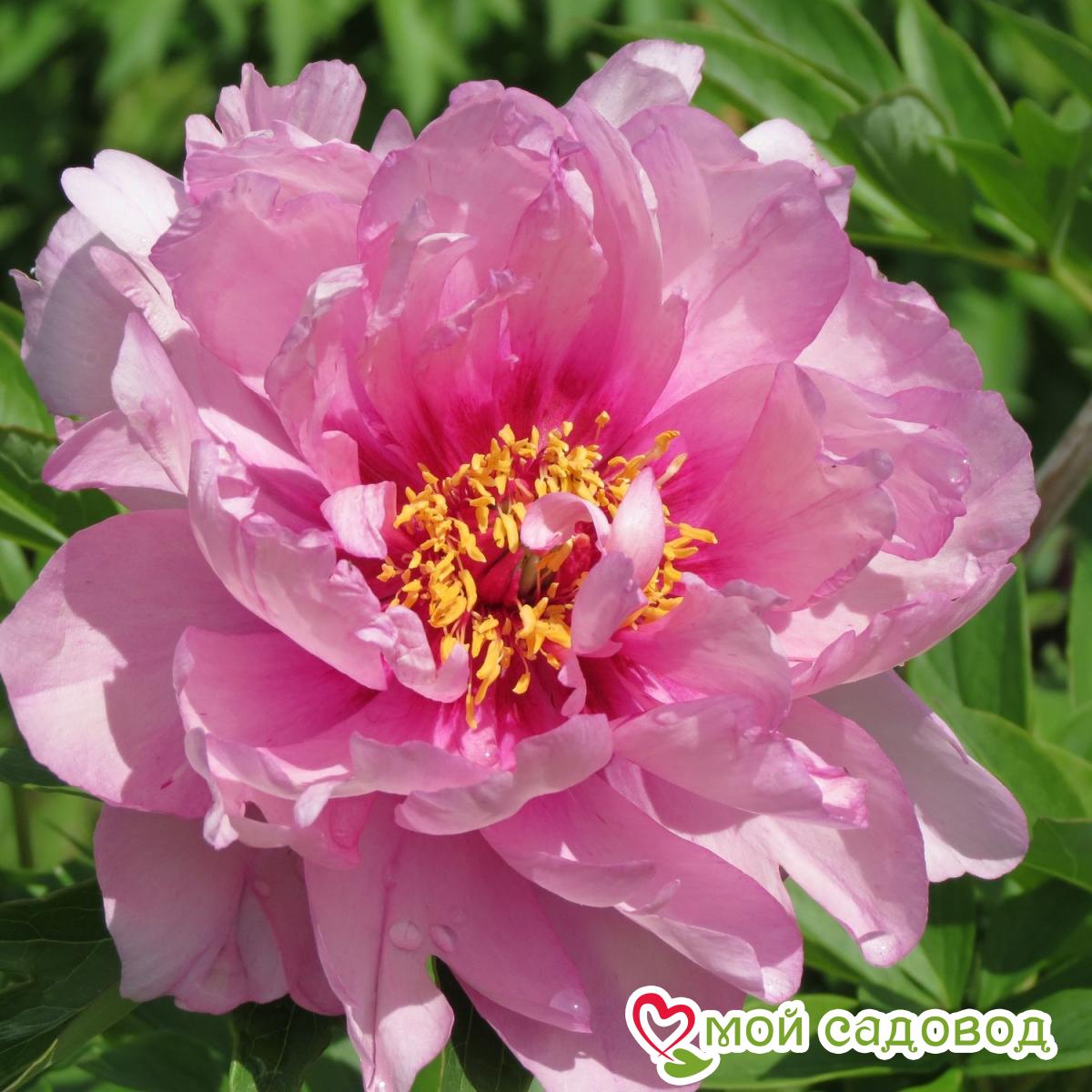 Пион ито-гибрид Ферст Арривал