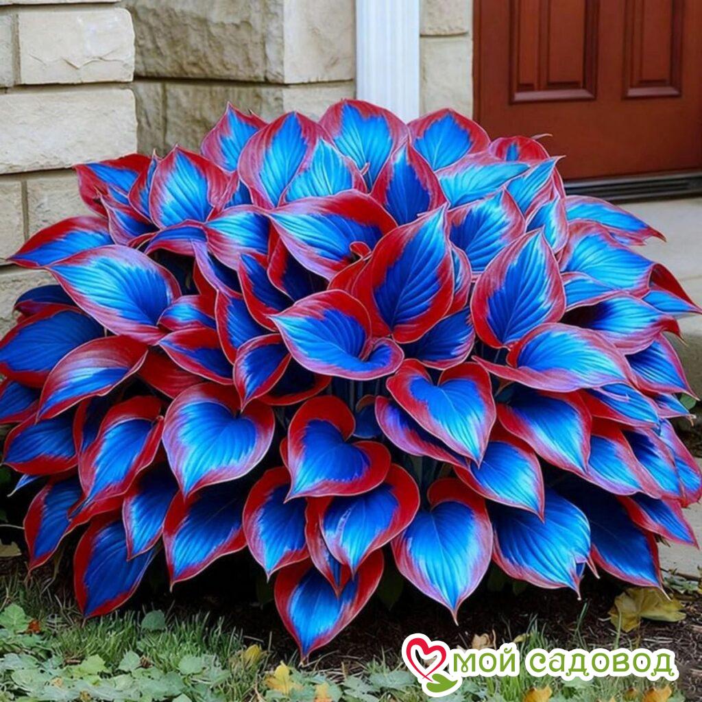 Хоста Оскар Блю